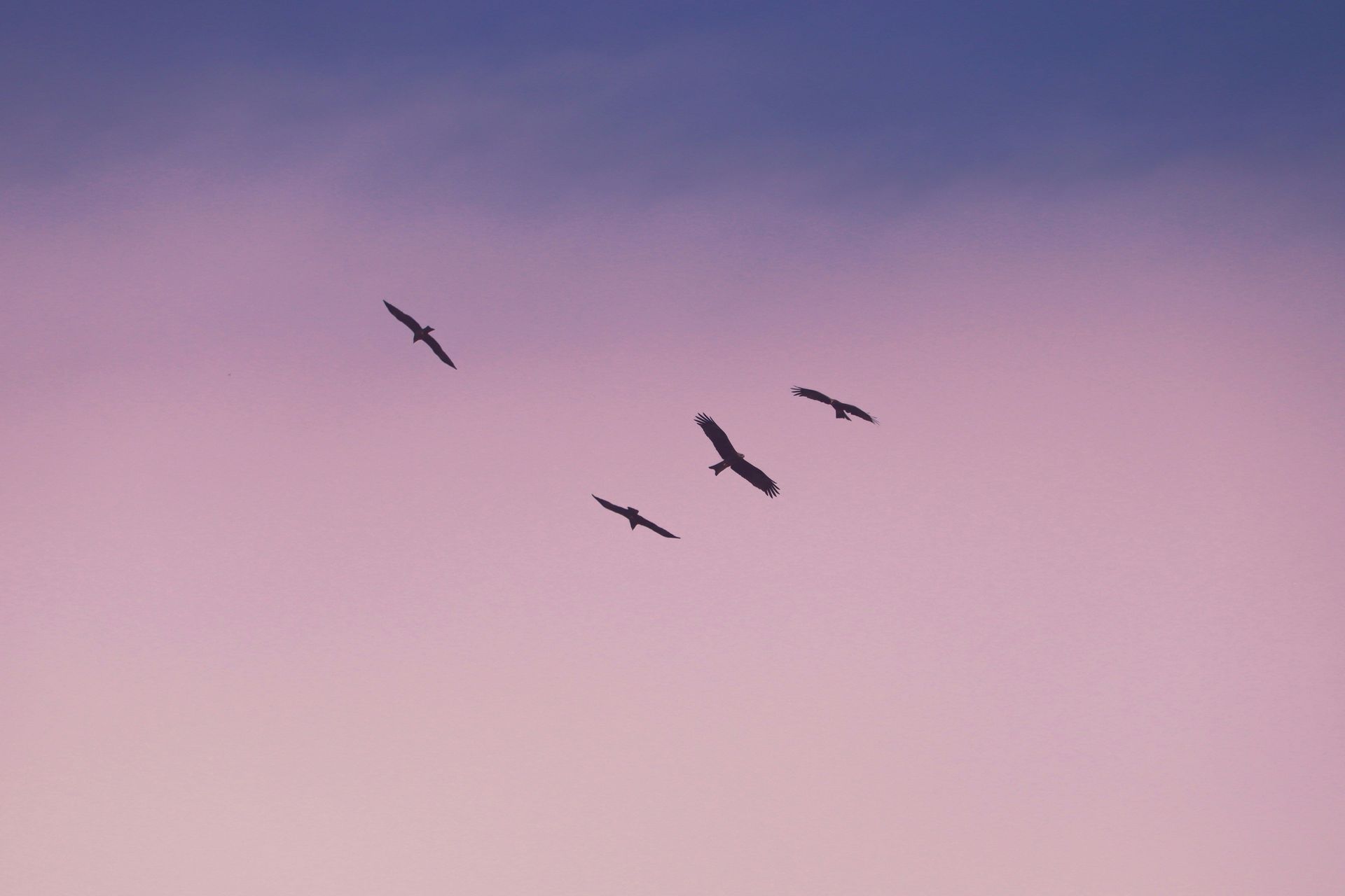 Four birds flying in the sky with a gradient background from violet to pink.